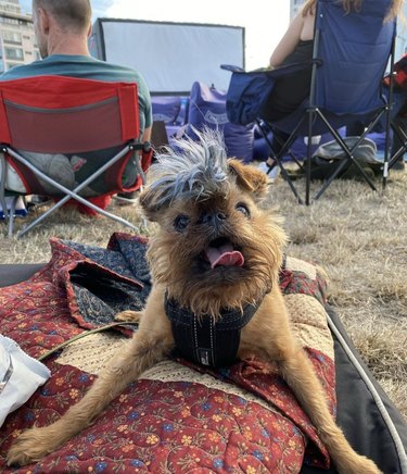 dog at a movie screening outside on a blanket