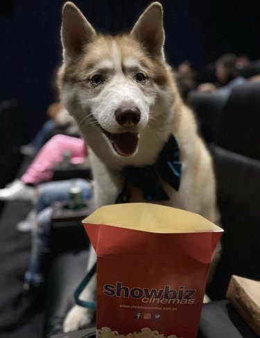 husky dog in the theater with popcorn