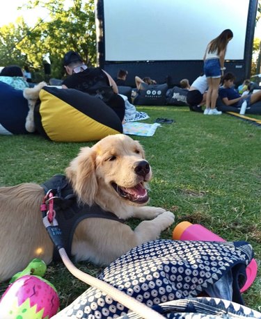 dog at a movie screening outside