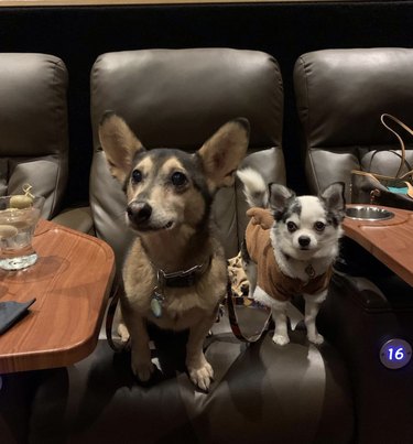 two dogs sitting on movie theater seats