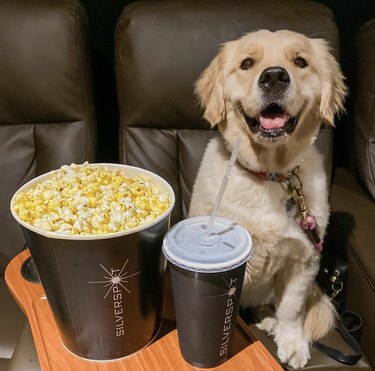 dog with popcorn and soda at the movies