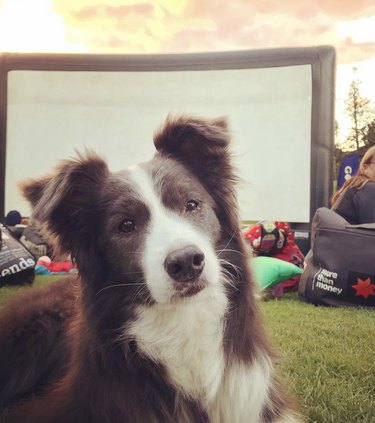 dog at a movie screening