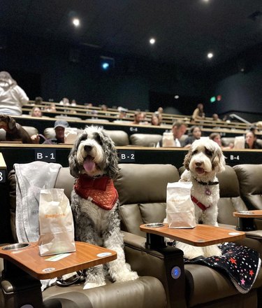 two dogs with popcorn at a movie theater