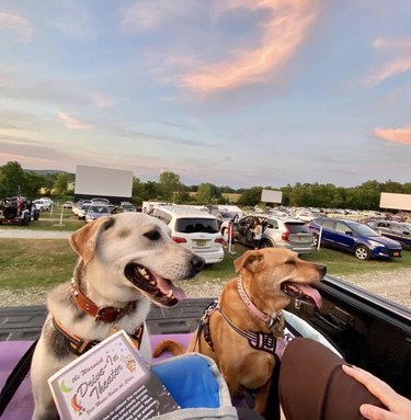 two dogs inside a car at a drive-in