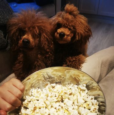 two poodles with popcorn