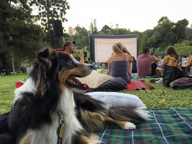 collie dog at a movie screening
