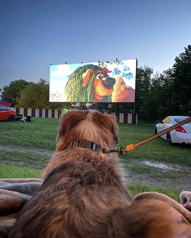 dog watching an animated film screening