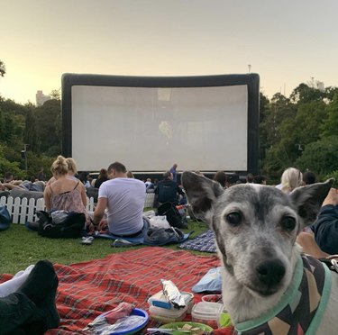 dog at a movie screening