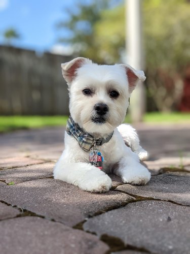 Small white dog with fresh haircut and bowtie
