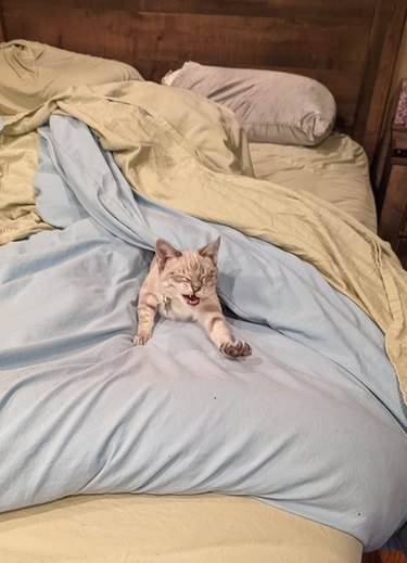 Cat doing a big stretch on a bed.