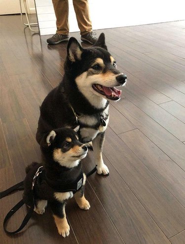 Matching adult and puppy Shiba Inus with black and tan coloring