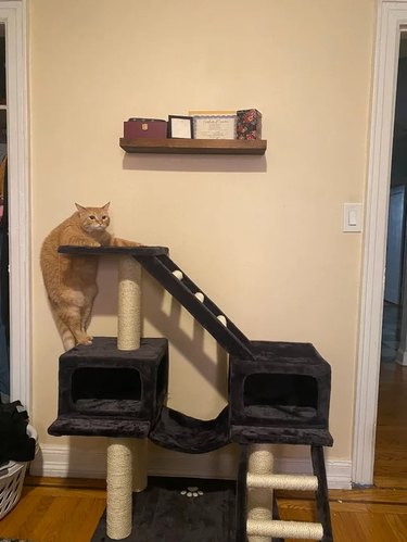Ginger cat is too chubby to climb onto cat tree.