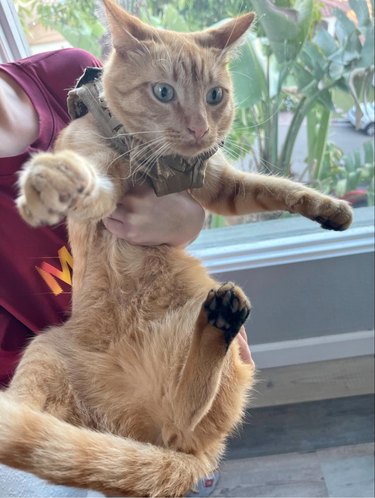 Orange cat caught running on stained stairs and their paws are dirty.