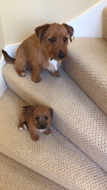 Petit terrier brun assis sur un escalier, chiot assorti assis sur la marche en dessous