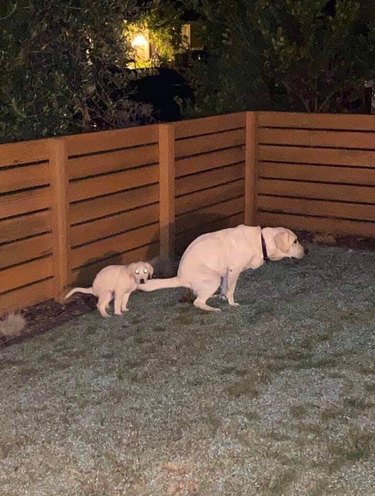 Adult and puppy yellow Labradors pooping simultaneously in fenced backyard