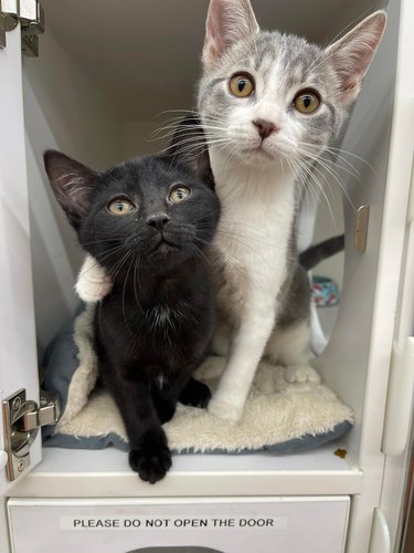 Gray and white cat poses with black kitten for a photograph.