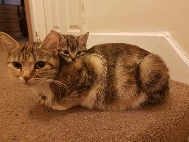 Striped brown cat and kitten both with M-shaped marking on forehead