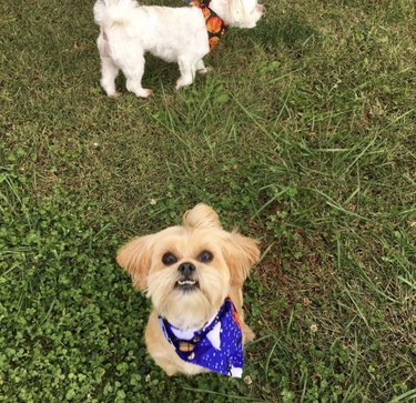 Small tan dog with fresh haircut and bandana