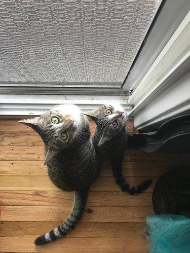 Matching cat and kitten pose together