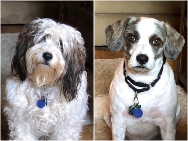 Before and after of shaggy dog trimmed close