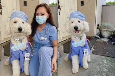 dog dressed as doctor