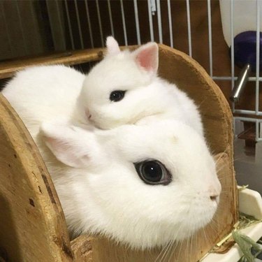 Lapin blanc avec bébé assorti