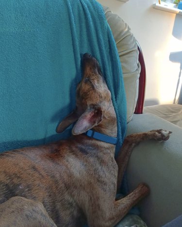 Whippig dog sleeping on a couch with their neck in an upright position.
