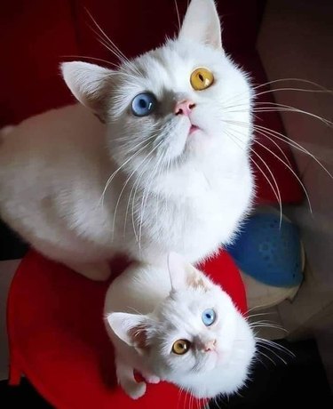 White cat with blue/yellow heterochromia next to white kitten with yellow/blue heterochromia