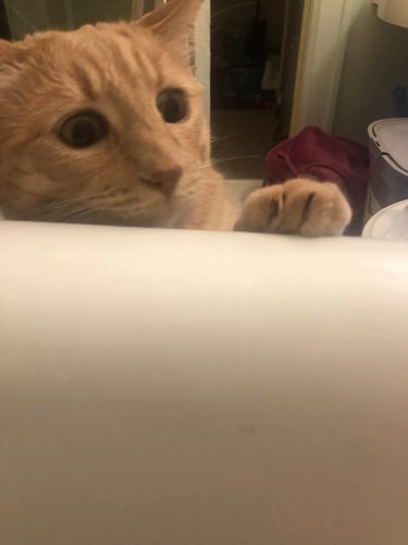 cat shocked by sight of woman in bathtub