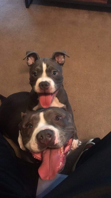 Grey and white pitbull with matching puppy