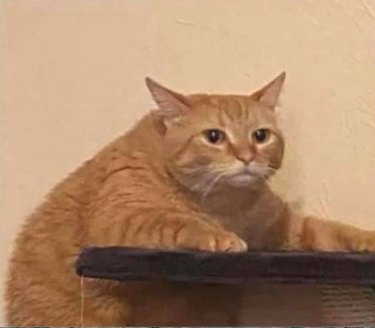 Closeup of same ginger cat who is too chubby to climb onto cat tree.