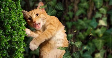 Playful orange cat outside by a bush.
