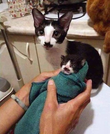 Tuxedo cat with black mustache marking next to swaddled kitten with matching marking