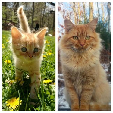 then and now pictures of orange kitten.