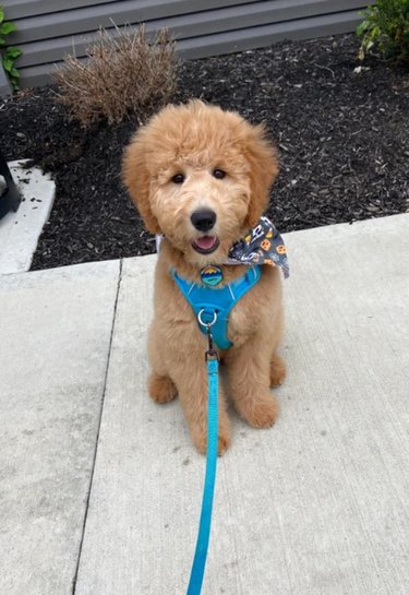 Goldendoodle with teddy bear cut and blue harness