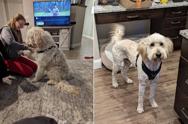 Before and after of big Labradoodle with matted fur and freshly groomed