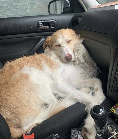 Portuguese podenco dog sleeping in the driver's seat of a car.