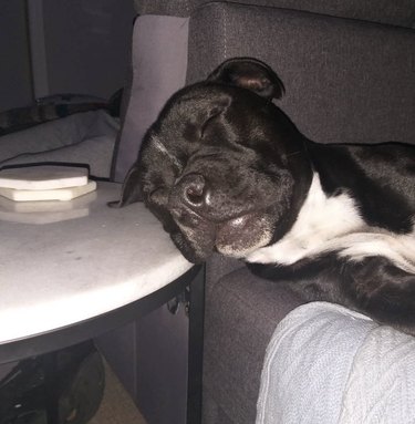 A black and white Staffordshire bull terrier sleeping with their head on a marble side table next to a couch.