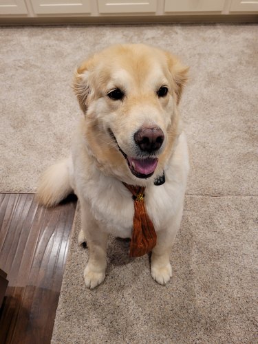 Golden retriever wearing a red necktie