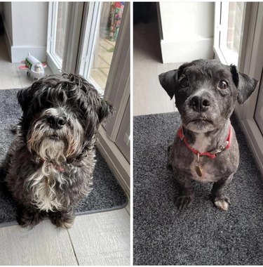 Before and after small black dog gets haircut