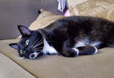 Tuxedo cat watching video of otters from a couch.