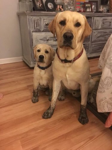 Adult and puppy yellow labradors with matching muddy paws