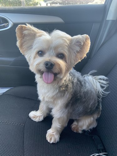 Yorkie with fresh haircut in passenger seat of car