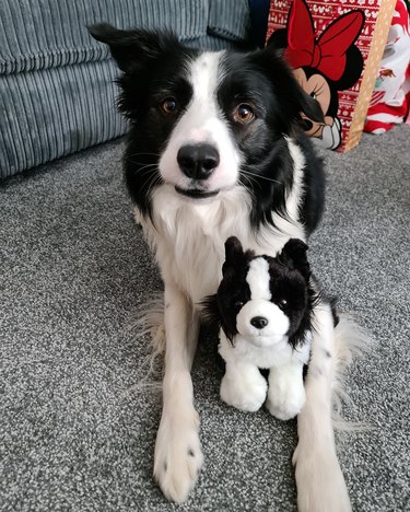 Border collie dog poses with their twin stuffed animal.