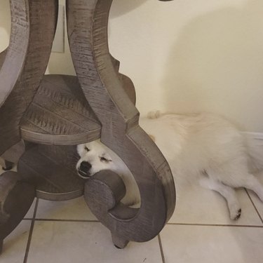 White pomeranian sleeping with their head in a curved table leg.