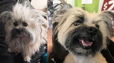 Before and after of small shaggy dog with hair neatly trimmed