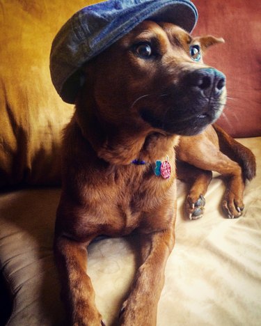 Dog wearing a jean Irish Paddy cap.