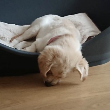 Golden retriever puppy sleeping with their nose touching the floor and the rest of their body in the dog bed.