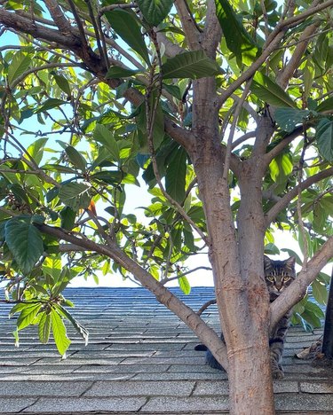 Cat sits on a roof and hides in a tree.