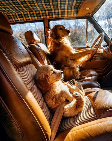 Adult Golden Retriever at wheel of car with Golden Retriever puppy buckled into passengers seat